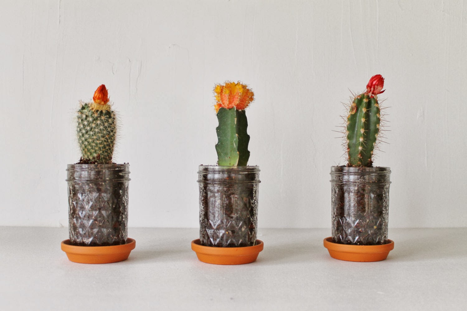 Кактус в плошке